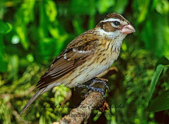 Pheucticus ludovicianus  ROSE-BREASTED GROSBEAK 166223