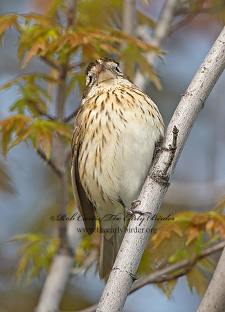 Pheucticus ludovicianus  ROSE-BREASTED GROSBEAK 9029258