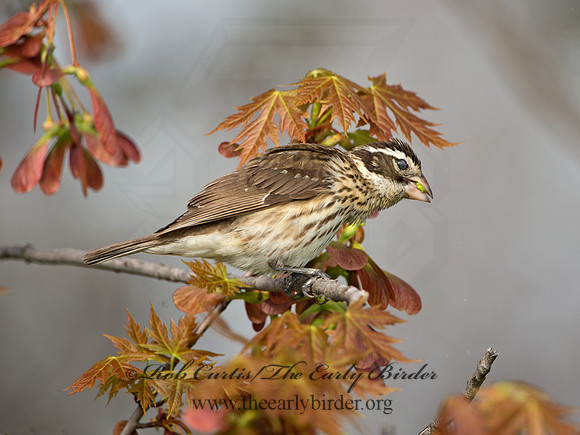 Pheucticus ludovicianus  ROSE-BREASTED GROSBEAK 9029265