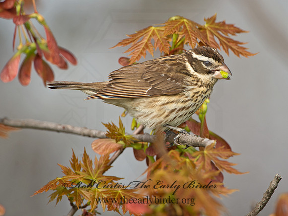 Pheucticus ludovicianus  ROSE-BREASTED GROSBEAK 9029267