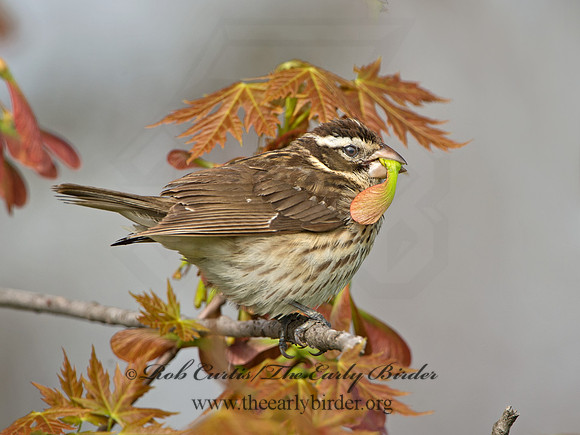 Pheucticus ludovicianus  ROSE-BREASTED GROSBEAK 9029269