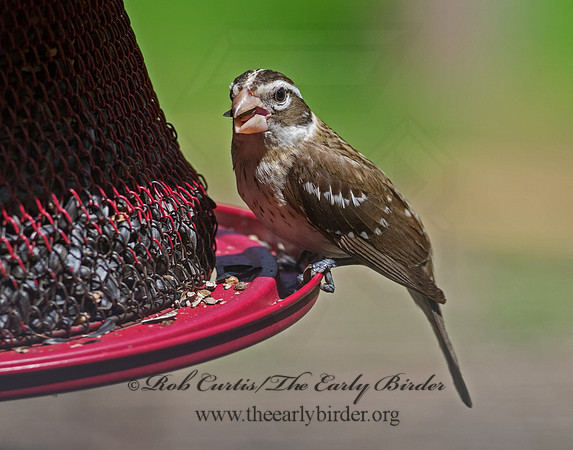 Pheucticus ludovicianus  ROSE-BREASTED GROSBEAK 9063122