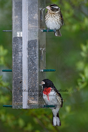 Pheucticus ludovicianus  ROSE-BREASTED GROSBEAK 6005733