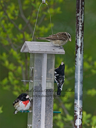 Pheucticus ludovicianus  ROSE-BREASTED GROSBEAK 6005874