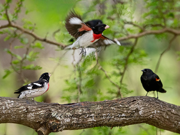 Pheucticus ludovicianus  ROSE-BREASTED GROSBEAK 3030076-