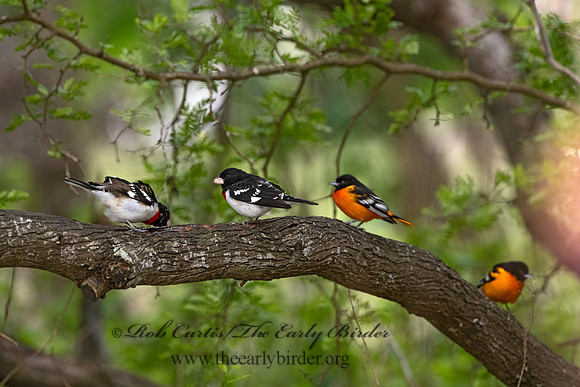 Pheucticus ludovicianus  ROSE-BREASTED GROSBEAK 3030068-