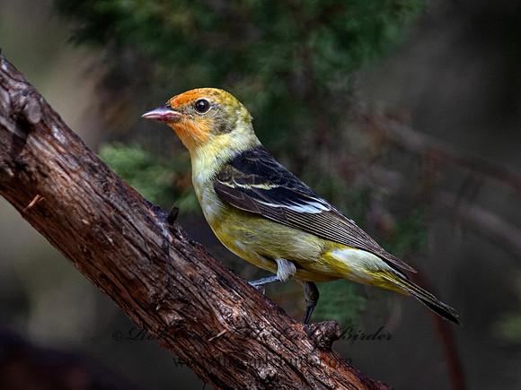 Piranga ludoviciana  WESTERN TANAGER 6040533