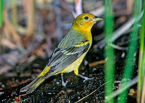 Piranga ludoviciana  WESTERN TANAGER 127630