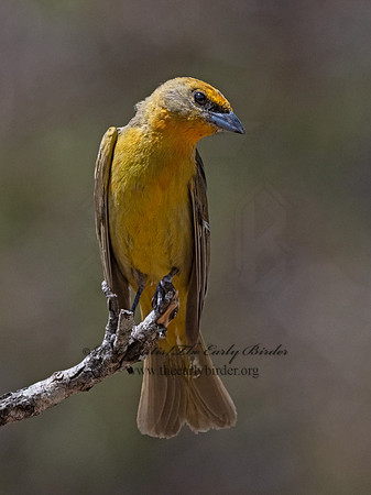 Piranga ludoviciana  WESTERN TANAGER 3037628