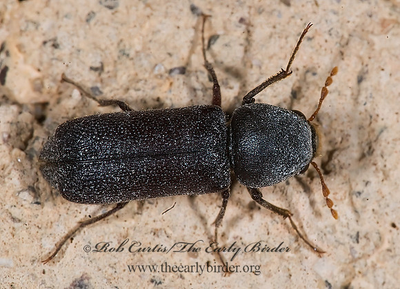 Amphicerus simplex  HORNED POWDER POST BEETLE 6024707z
