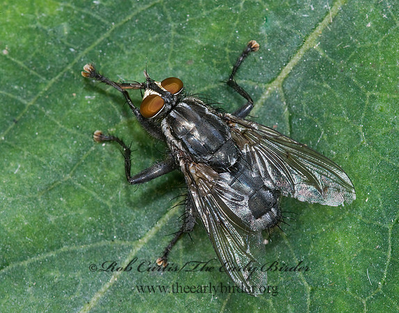 Sarcophagidae  FLESH FLY 6028023z