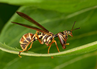Mantispidae (MANTIDFLIES)