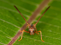 Climaciella brunnea WASP MANTISFLY 3015847z