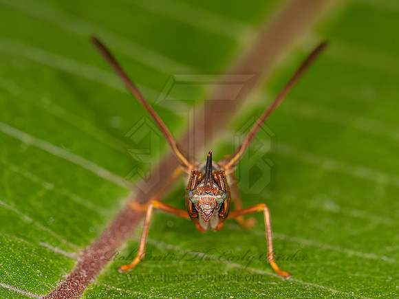 Climaciella brunnea WASP MANTISFLY 3015847z