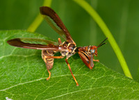 Climaciella brunnea WASP MANTISFLY 3015867z