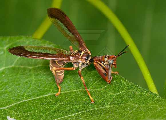Climaciella brunnea WASP MANTISFLY 3015867z