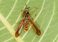 Climaciella brunnea WASP MANTISFLY 3015901z