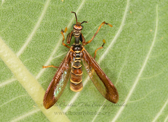 Climaciella brunnea WASP MANTISFLY 3015901z