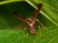 Climaciella brunnea WASP MANTISFLY 3015861z