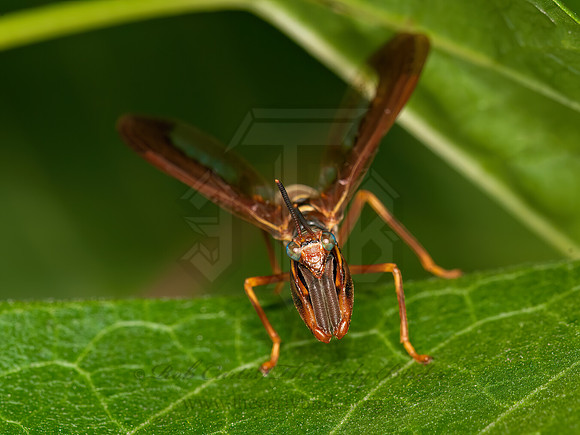 Climaciella brunnea WASP MANTISFLY 3015861z
