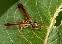 Climaciella brunnea WASP MANTISFLY 3015903z