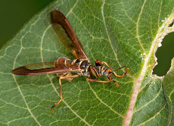 Climaciella brunnea WASP MANTISFLY 3015903z