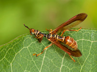 Climaciella brunnea WASP MANTISFLY 3015919z