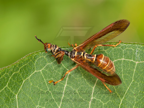 Climaciella brunnea WASP MANTISFLY 3015919z