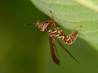 Climaciella brunnea WASP MANTISFLY 3015837z