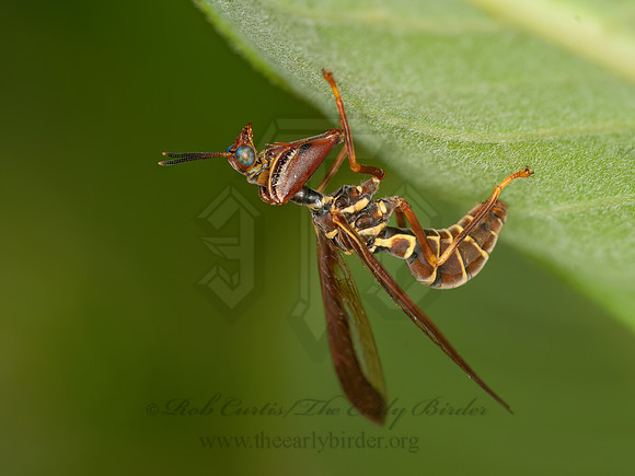 Climaciella brunnea WASP MANTISFLY 3015837z