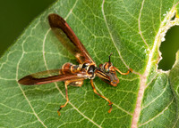 Climaciella brunnea WASP MANTISFLY 3015905z