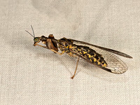 Dicromantispa sayi MANTIDFLY 9048699z