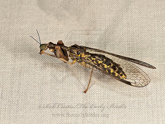 Dicromantispa sayi MANTIDFLY 9048699z