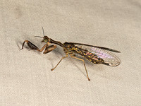 Dicromantispa sayi MANTIDFLY 9048698z