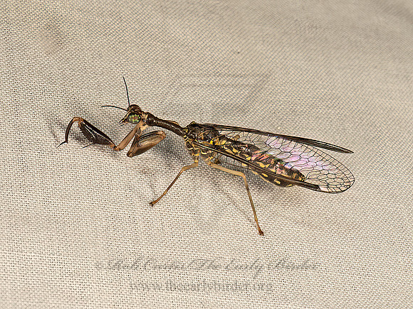 Dicromantispa sayi MANTIDFLY 9048698z
