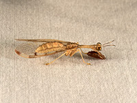 Dicromantispa interrupta MANTIDFLY 9052189z
