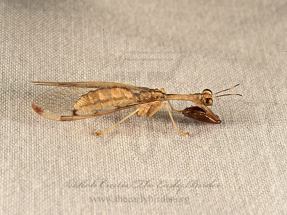 Dicromantispa interrupta MANTIDFLY 9052189z