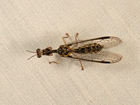 Dicromantispa sayi MANTIDFLY 9048688z