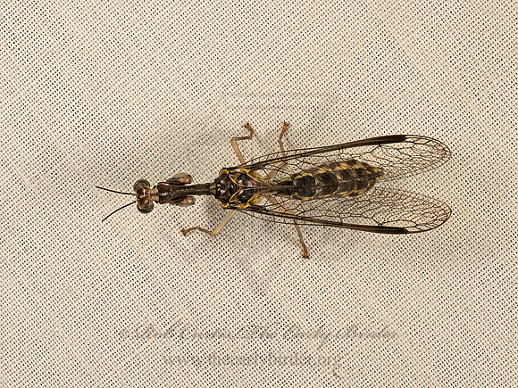 Dicromantispa sayi MANTIDFLY 9048688z