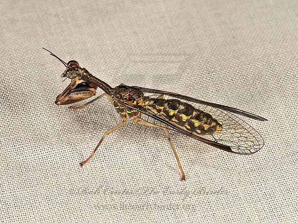 Dicromantispa sayi MANTIDFLY 9048700z