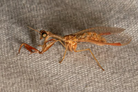 Dicromantispa sayi SAY'S MANTIDFLY 3036562z