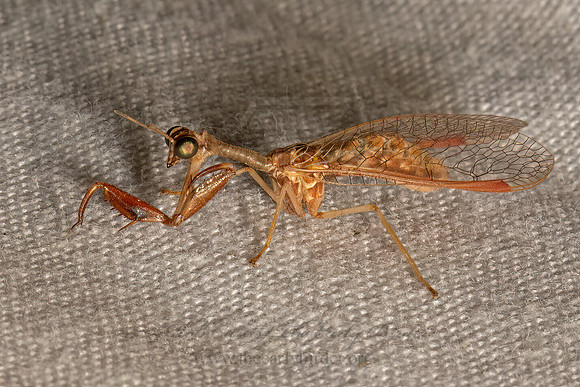 Dicromantispa sayi SAY'S MANTIDFLY 3036562z