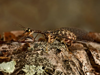 Dicromantispa sayi MANTIDFLY 9052272z