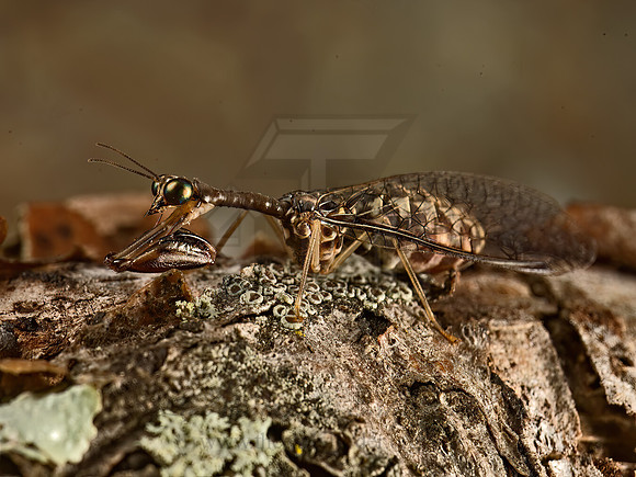 Dicromantispa sayi MANTIDFLY 9052272z