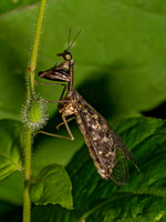 Dicromantispa sayi SAY'S MANTISFLY 9097765z
