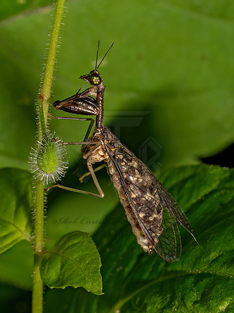 Dicromantispa sayi SAY'S MANTISFLY 9097765z