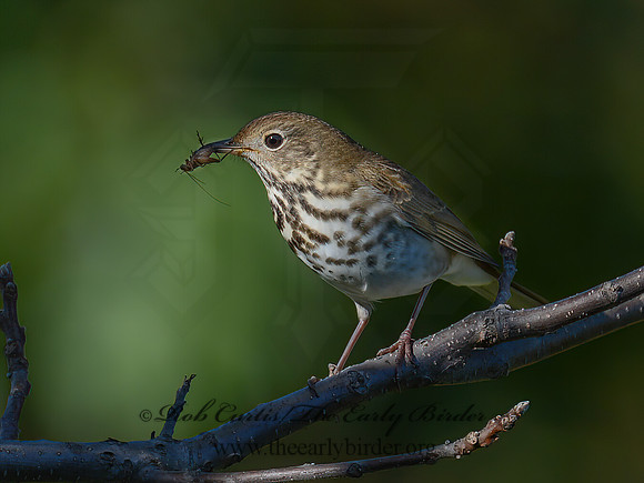 Catharus guttatus  HERMIT THRUSH 9015106z