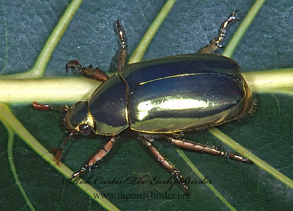 Chrysina resplendeus 197217z