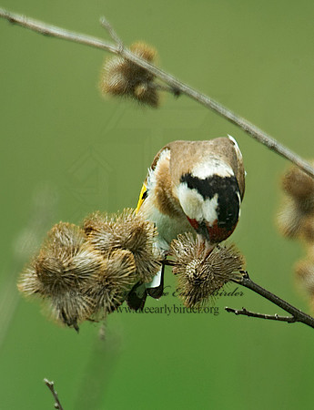 Carduelis carduelis  EUROPEAN GOLDFINCH 4000731