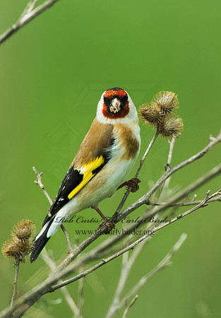 Carduelis carduelis  EUROPEAN GOLDFINCH 4000742